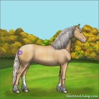 Horse Color:Silver Classic Cream Champagne 