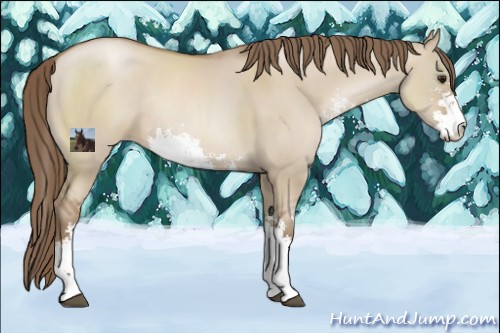 Horse Color:Grullo Pearl Sabino Rabicano 