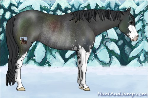 Horse Color:Black Sabino Rabicano