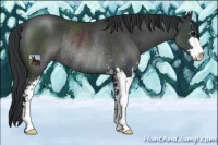 Horse Color:Black Sabino Rabicano 