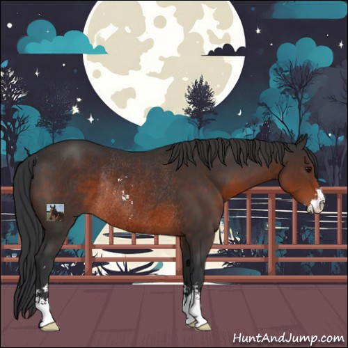 Horse Color:Brown Sabino Rabicano 