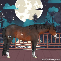 Horse Color:Brown Sabino Rabicano 