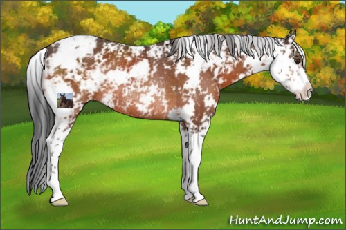 Horse Color:Brown Sabino Rabicano