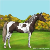 Horse Color:Liver Chestnut Tobiano 