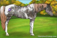 Horse Color:White Spotted Midnight Gold Champagne Ice Tobiano 