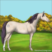 Horse Color:Painted Amber Champagne Ice Dun 