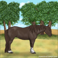 Horse Color:Liver Chestnut Tobiano 