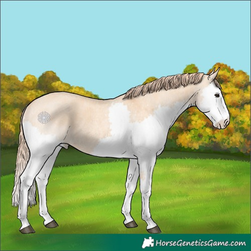 Horse Color:Red Dun Roan Splash Rabicano 