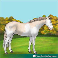 Horse Color:Red Dun Roan Splash Rabicano