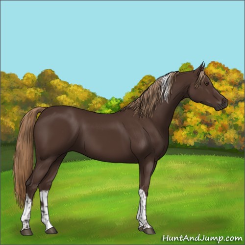 Horse Color:Liver Chestnut Tobiano 