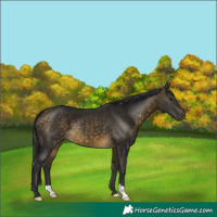 Horse Color:Buckskin 