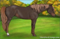 Horse Color:Liver Chestnut Tobiano 