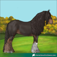 Horse Color:Liver Chestnut Tobiano