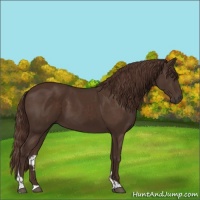 Horse Color:Liver Chestnut Tobiano 