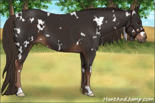 Horse Color:White Spotted Liver Chestnut 