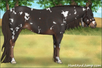 Horse Color:White Spotted Liver Chestnut
