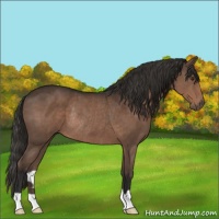 Horse Color:Liver Chestnut Rabicano 
