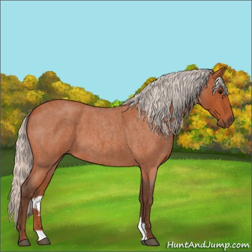 Horse Color:Silver Bay Roan 