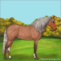 Horse Color:Silver Bay Roan