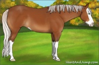 Horse Color:Silver Buckskin Splash 