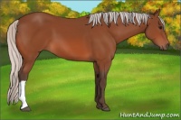 Horse Color:Silver Bay 