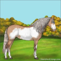 Horse Color:Silver Bay Dun Frame 