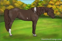 Horse Color:Liver Chestnut Tobiano