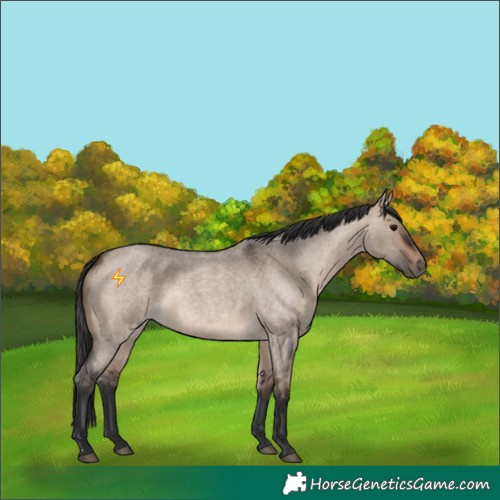Horse Color:Brown Roan Dun 