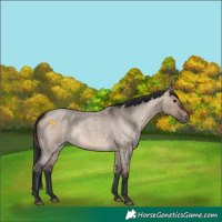 Horse Color:Brown Roan Dun 