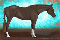 Horse Color:Liver Chestnut Tobiano