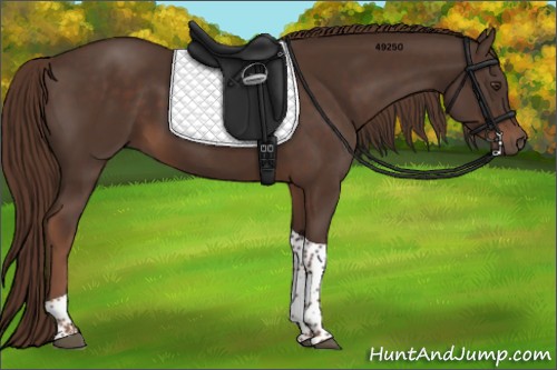 Horse Color:Liver Chestnut Tobiano