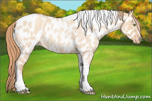 Horse Color:Gold Champagne Roan Dun Splash Tobiano Frame Appaloosa Rabicano 