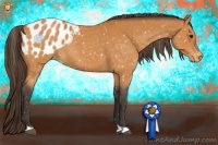 Horse Color:Buckskin Roan Appaloosa 