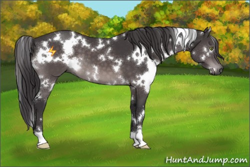 Horse Color:Platinum White Spotted Buckskin 