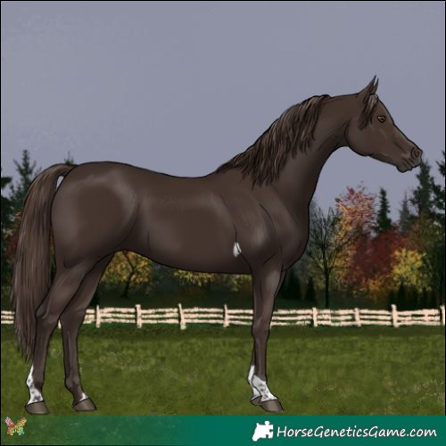 Horse Color:Liver Chestnut Tobiano 