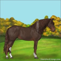 Horse Color:Liver Chestnut Tobiano