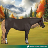 Horse Color:Liver Chestnut Tobiano 