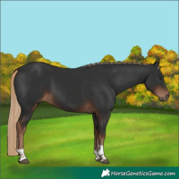 Horse Color:Liver Chestnut Tobiano 