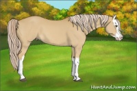 Horse Color:Palomino Dun Splash