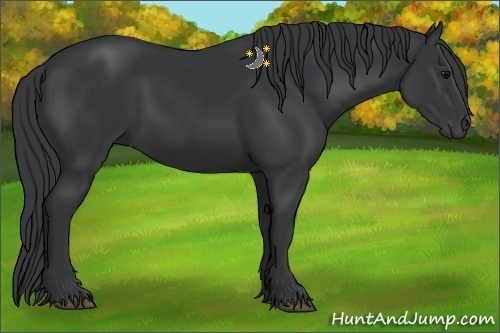 Horse Color:Black 