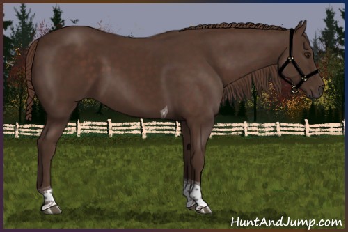 Horse Color:Liver Chestnut Tobiano 