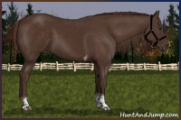 Horse Color:Liver Chestnut Tobiano 
