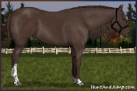 Horse Color:Liver Chestnut Tobiano 