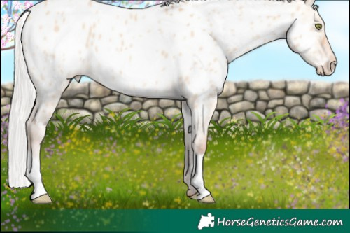 Horse Color:Silver Amber Champagne Dun Appaloosa
