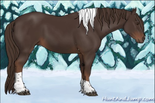 Horse Color:Liver Chestnut Tobiano