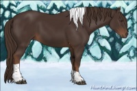 Horse Color:Liver Chestnut Tobiano