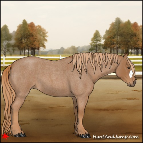 Horse Color:Red Roan 