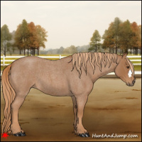 Horse Color:Red Roan