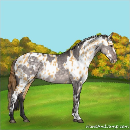 Horse Color:Platinum Buckskin Dun and Buckskin Dun Appaloosa