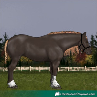 Horse Color:Liver Chestnut Tobiano 